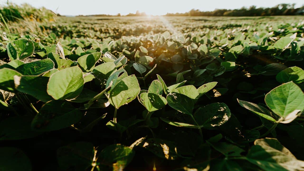 Instituto Folio encara o desafio de mudar o agro 